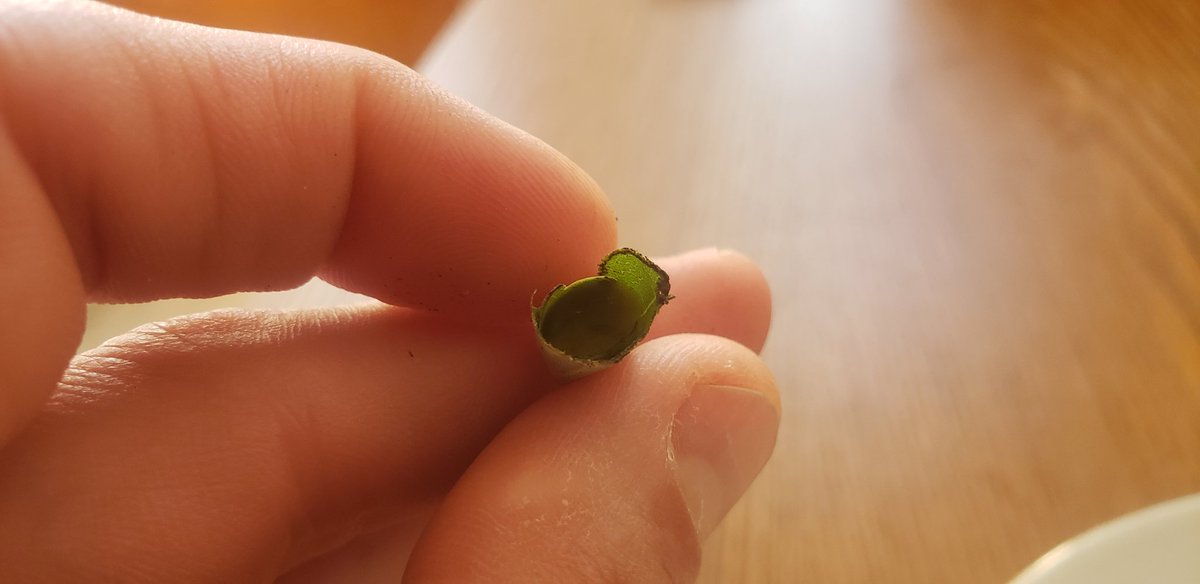 Can anyone tell me what kind of animal creates tiny leaf capsules, fills them with liquid, and burys them in soil? Found these while pulling weeds in my garden this morning.