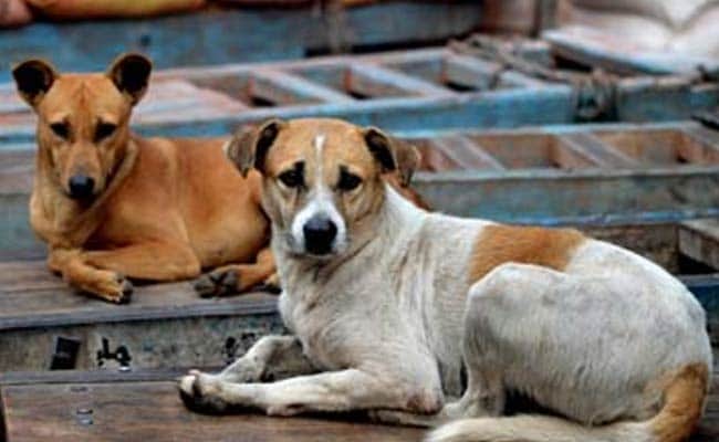 Stray Dogs Have Right To Food, But Feed With Caution: Delhi High Court ndtv.com/india-news/del…