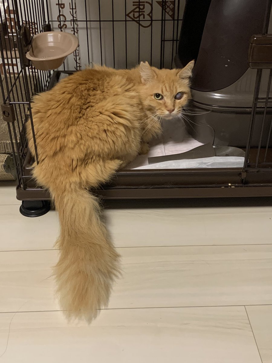 chanuchannel's tweet photo. トイレの瞬間を盗撮したらバレました😅
#野良猫 #猫 #保護猫 #ちゃぬ https://t.co/8YsiuwAe9V