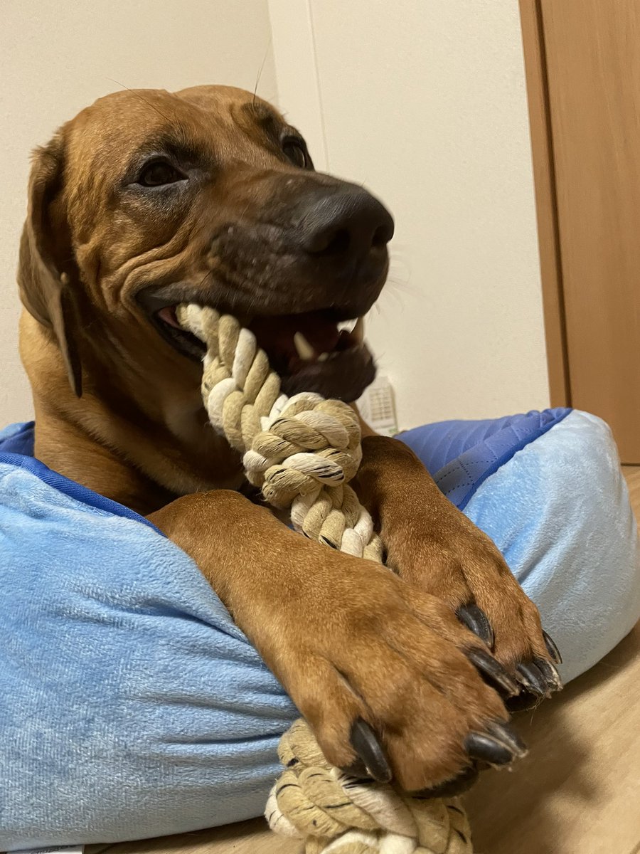 Top Tweets For 土佐犬 Instalker Top Tweets For 土佐犬 Instalker