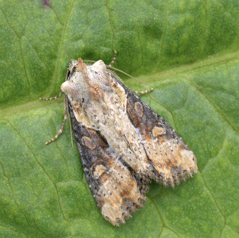 Continuing our exploration of wetland moths ahead of #MothNight, Double Lobed has increased its GB distribution by 59% since 1980. Found in marshes, riverbanks etc. where its caterpillars feed on Reed Canary-grass & Reed Sweet-grass. Also in gardens with Pampas-grass! 📷K.Tailby