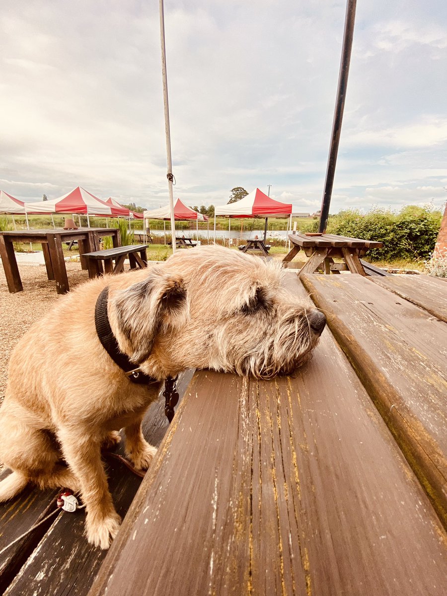 Peg the Border Terrier (@borderpeg) on Twitter photo 