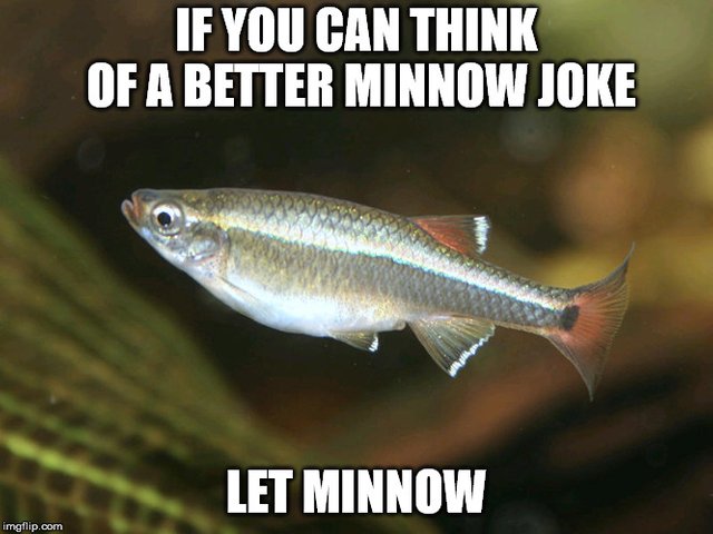 WCSWCD's tweet photo. What does a fish say after sharing a new idea?
Let minnow what you think.
Scientists have discovered that bees are learning to conserve energy by gliding on the air...
They think they're evolving into frisbees.
Happy #InternationalJokeDay! #WarrenSWCD https://t.co/t4ZF4yIrod
