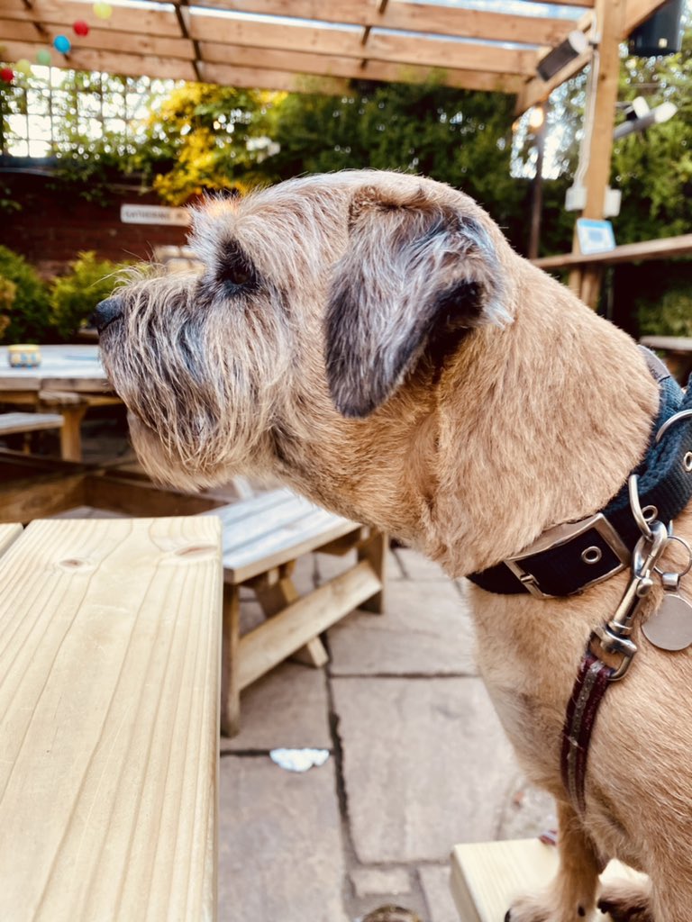 Peg the Border Terrier (@borderpeg) on Twitter photo 