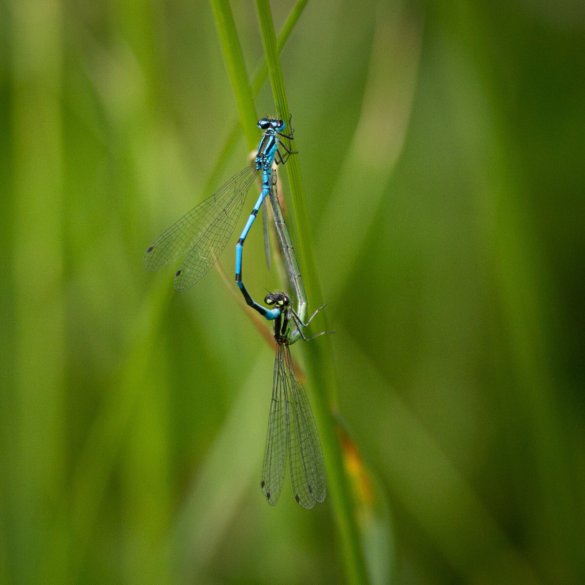 Creativecarole tweet media