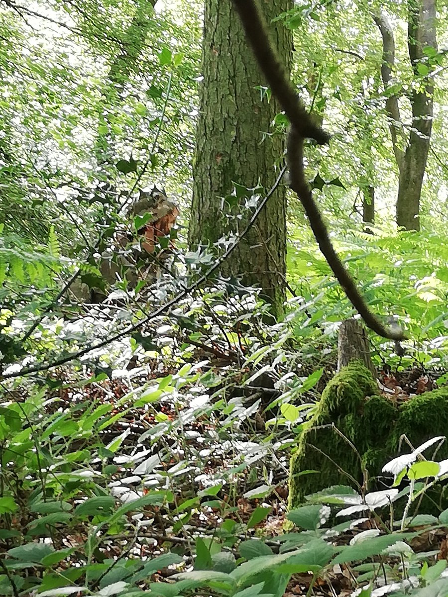 LordWandsworth's tweet photo. CCF out on Exercise in the LWC copse. 3rd Form recruits learning how to cook for themselves and the arts of camouflage and concealment. Advanced Section were carrying out waves of Section attacks on an enemy position. Both Sections had fun and showed great tactical skills #LWCccf https://t.co/qFO4VpozPN