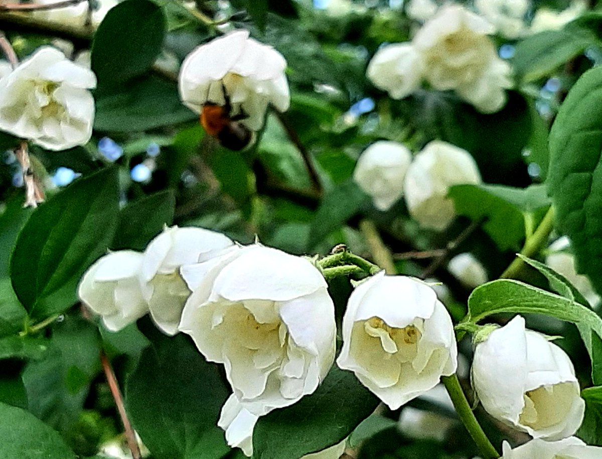 SavolainenMinna's tweet photo. Kotona #jasmike kukkii runsaasti ja levittää huumaavaa tuoksua. Eniten kuitenkin ilahduttaa, että kukat kiinnostavat pörriäisiä ja niitä on paljon. 🐝#kesä #pörriäinen https://t.co/u1NKmYYV4W