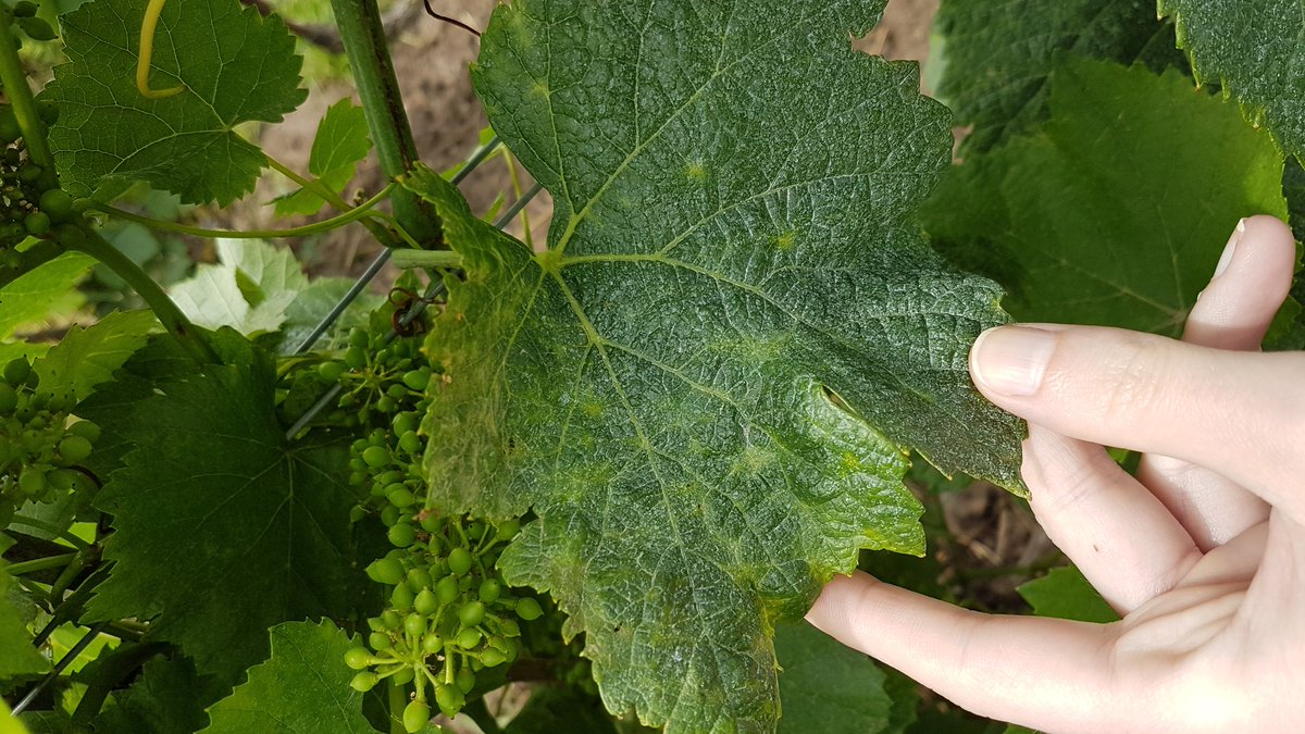 Héloïse Mahé tweet media