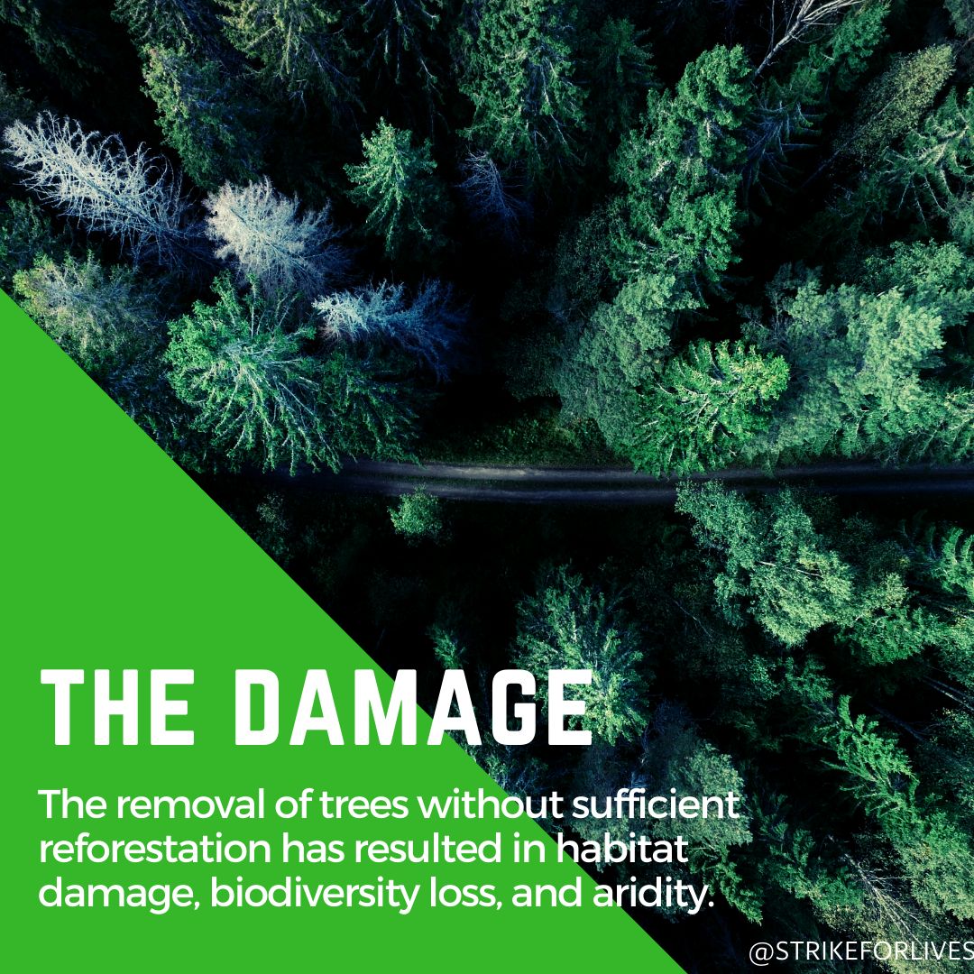 strikeforlives's tweet photo. 🌎🌍🌏
#SaveEarth 
#deforestation
#savetheearth https://t.co/U06ALpBLjp