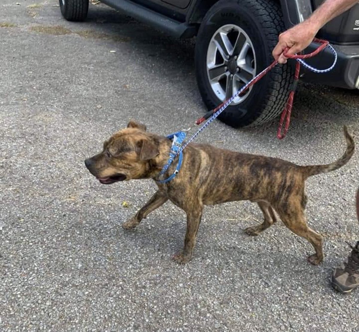 reddogsusie's tweet photo. SIDEKICK IS SAFE!❤️
Thanks to Pawz for Love-see freedom pic🥰
EIN: 85-2886694
Mail: : 2808 smooth stone trl Raleigh, nc 27610
PayPal: https://t.co/GDXBlwWKje
Pls ref:Sidekick #MASA4557
Checks: made out to Pawz for Love
Cash app: $pawzforlove
Thank you 2everyone who helped him❤️ https://t.co/8OKBrxgAOW