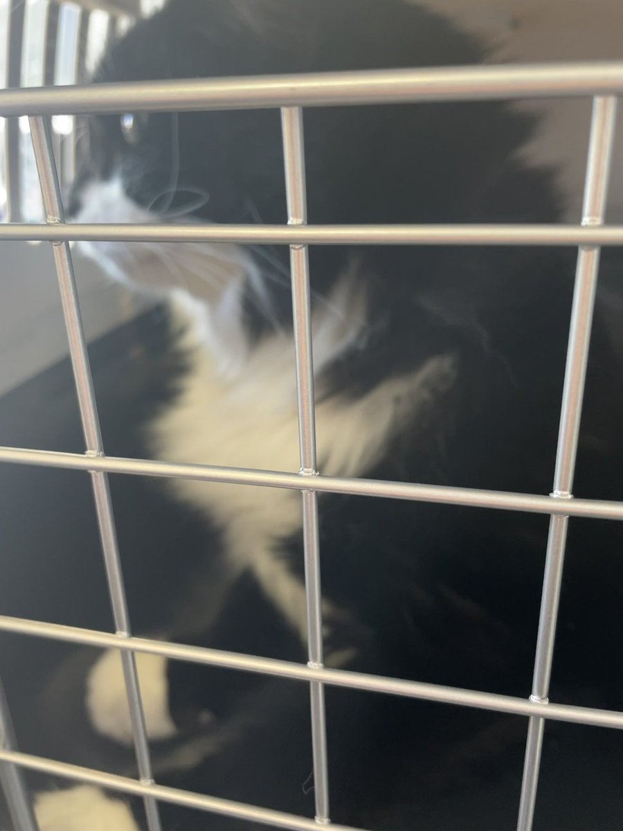 kitten_ricky's tweet photo. Injury update: went back to @WhiteCrossVets #cats #CatsOfTwitter #catsofinstagram #catoftheday #kitty #kittygang #kittycat #kittens #RescuedCat #adoptdontshop #adoptdontbuy #rescuecatsrock #rickyrocks #cutecat #tuxedocat #zshq #floofyfursday #fridayeve https://t.co/HDhC0mWNuM