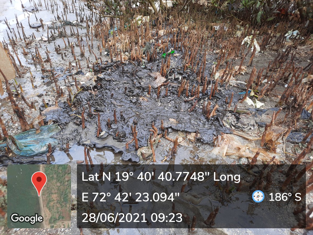 dhwanins's tweet photo. @AUThackeray requesting your urgent attention - oil spill and tar balls have put our Mahim (palghar) coast in risk. It has covered the mangroves and they will die if not attended urgently. An email was sent to you today with details. Requesting urgent action. https://t.co/gRrkw9GMr1