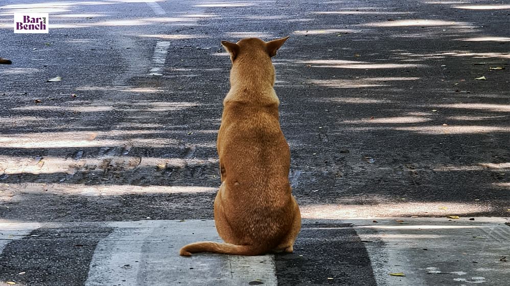 barandbench's tweet photo. Stray dogs have right to food; Duty of every Resident Welfare Association to ensure stray dogs have access to food, water: Delhi High Court

@khadijakhan55 reports

#DelhiHighCourt #dogs #dogsoftwitter 

Read guidelines issued by High Court and judgment: https://t.co/HJdh0KculQ https://t.co/SyFL5yI3Zx