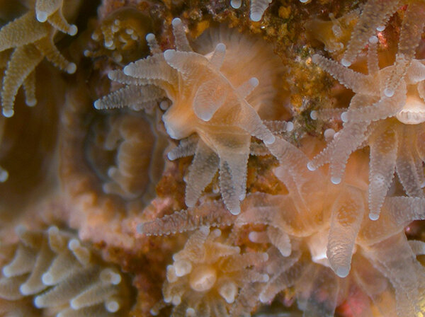 ecoRInews's tweet photo. Rhode Island’s new state coral poised to show way forward in era of climate change. https://t.co/LRKE5RD8Fk https://t.co/QXqeAhXzhL