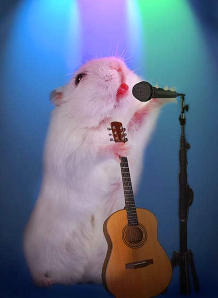 хомяк с микрофоном. мышь с музыкальным инструментом. крыса эллен ван дилен. мышь с микрофоном. эллен ван дилен.