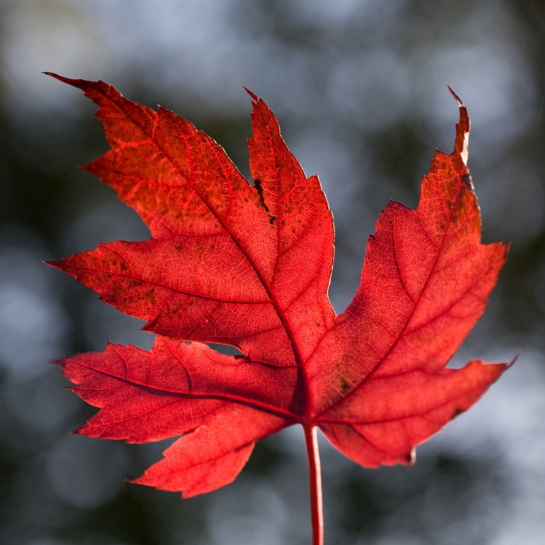 This Canada Day, let's take some time to reflect on its history. Learn from the bad of the past and celebrate all that's good today.
#canadaday