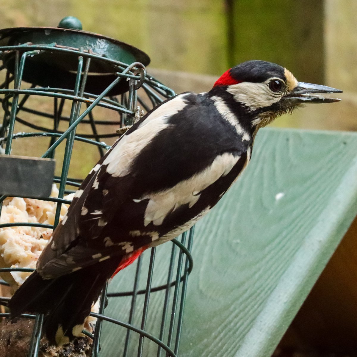 Anne83190328's tweet photo. Net de nieuwe #Vogels uit de brievenbus gevist. Meteen de kalender en agenda 2022 van @vogelnieuws besteld. Ook meteen maar de insectenblokken waar de familie Grote bonte specht al weken voor komt buurten. Nu verder lezen en genieten. https://t.co/BsTpzDCzBs