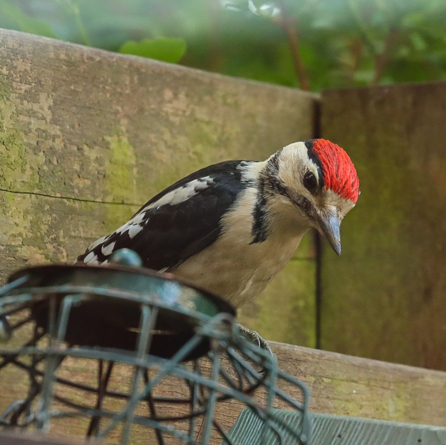 Anne83190328's tweet photo. Net de nieuwe #Vogels uit de brievenbus gevist. Meteen de kalender en agenda 2022 van @vogelnieuws besteld. Ook meteen maar de insectenblokken waar de familie Grote bonte specht al weken voor komt buurten. Nu verder lezen en genieten. https://t.co/BsTpzDCzBs