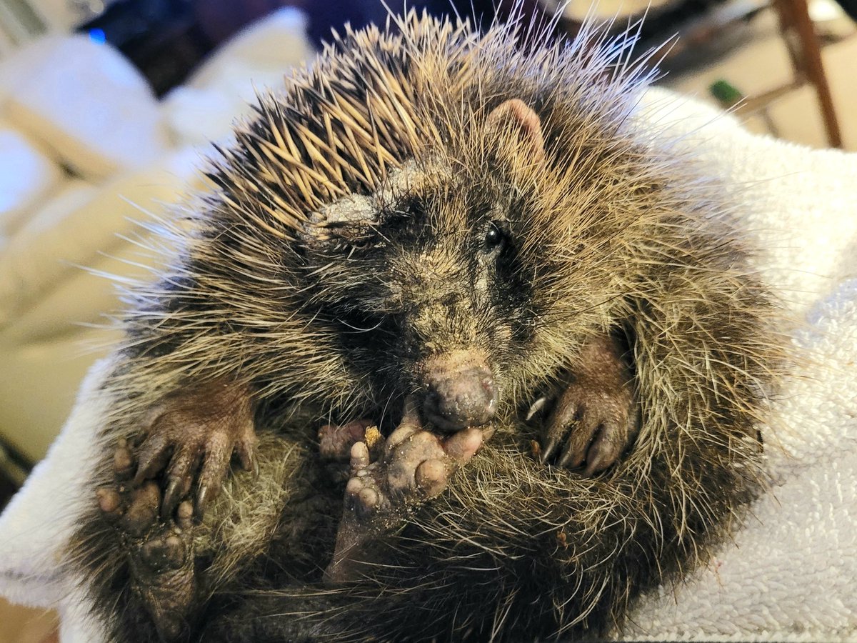 It's only when I see these  photos that I realise how he's improving. The poor lad is captive for such a long time though. Daily treatment now not every other day. Tiddy bits of special cream placed on his nose, ear tips and bits of his head daily now. X