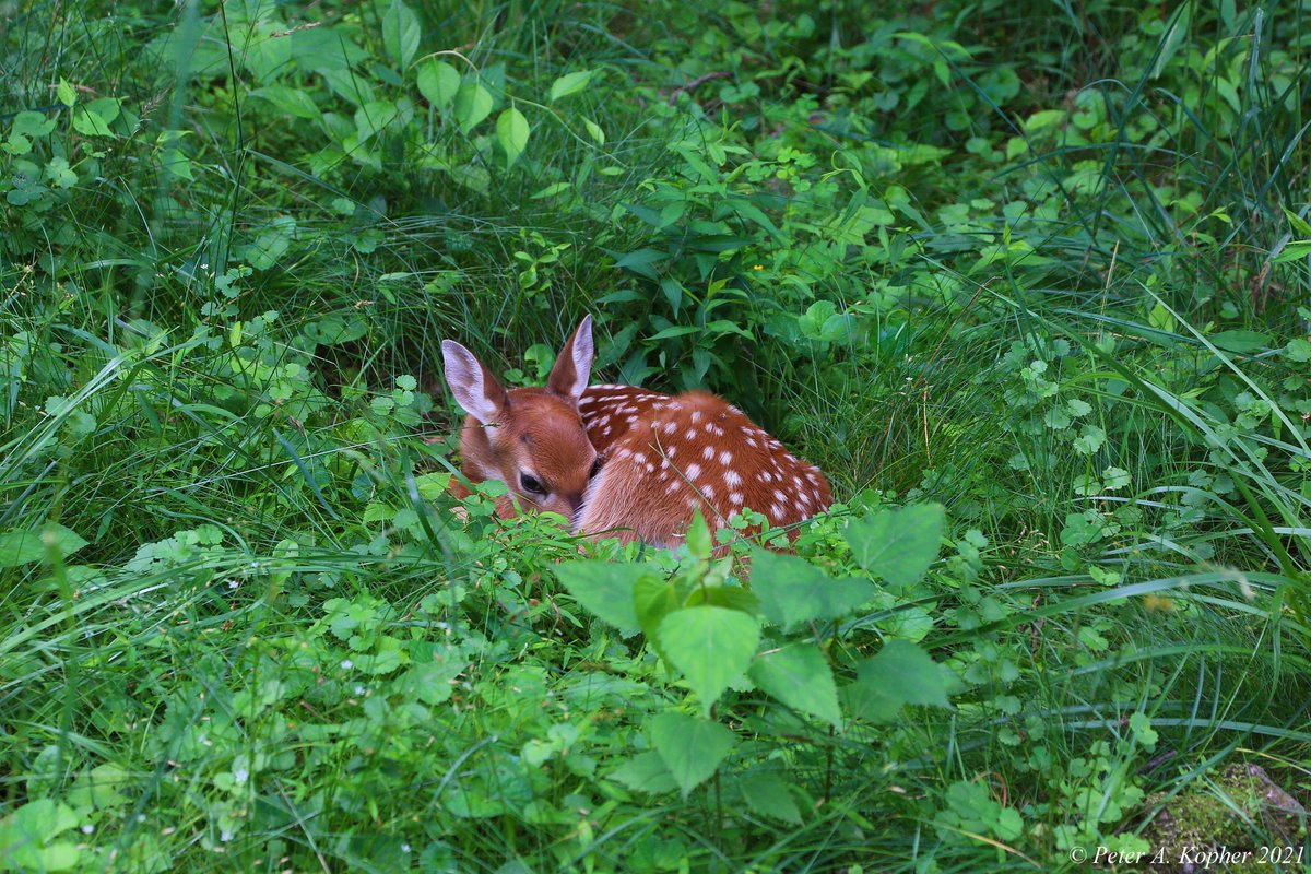 peterkopher's tweet image. "A Fawn in our Yard"
This fawn has been bedding down in our back yard.
peterkopher.com/galleries