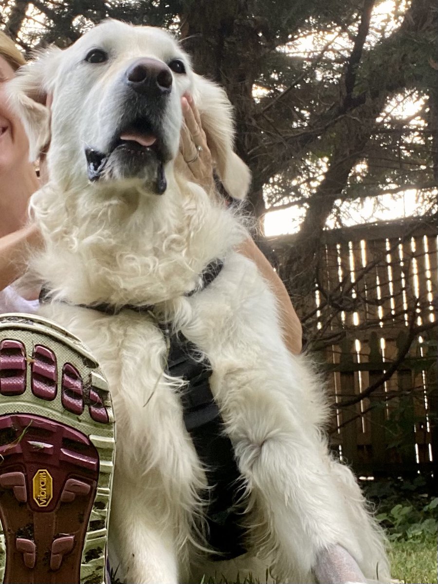 Voodoo Dog tweet media