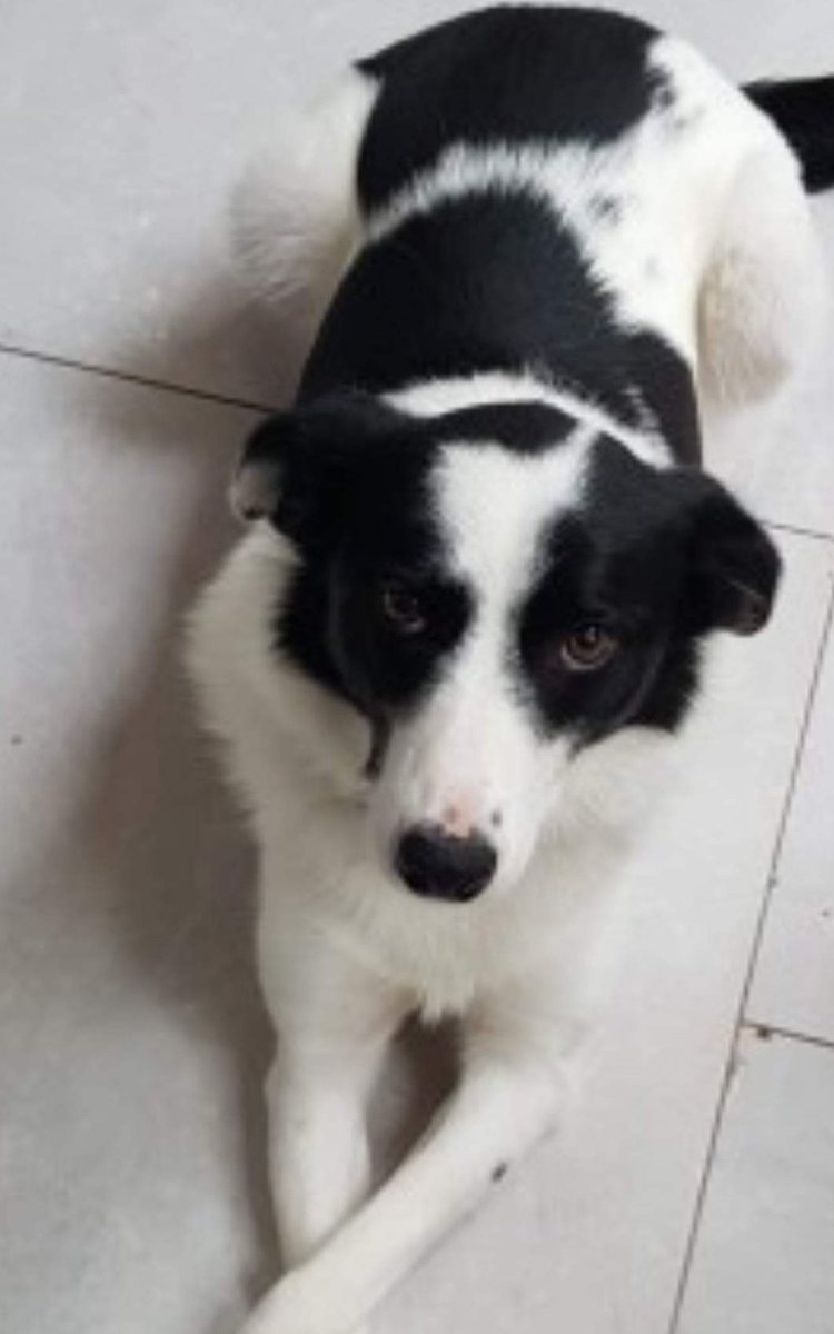 AlanDaffern's tweet photo. Sally *May Be Injured*
#Spayed/#Chipped female black/white #BorderCollie
#Lost 27/06/21
Went #Missing from home garden at #Fernwalk #Greenfields #Ballincollig #Cork #Eire #P31
Hit by a car possibly injured - wearing a pink/purple collar - may be timid
https://t.co/PsOqECvRPc https://t.co/KZn84wnjlP
