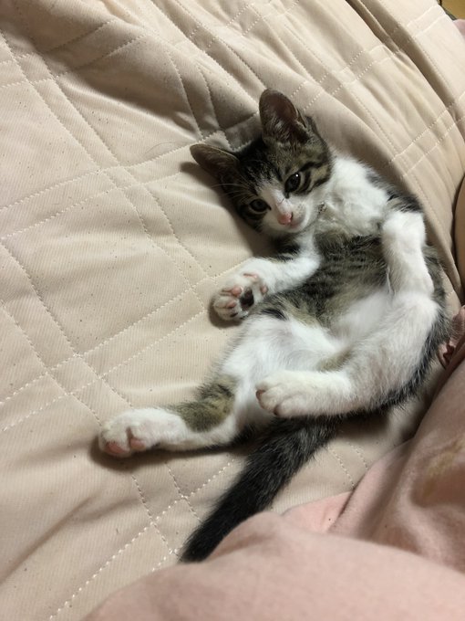 くろとりのおやすみついーとのtwitterイラスト検索結果