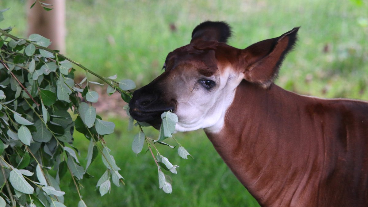 Appreciation post for Ruby the beautiful Okapi❤️