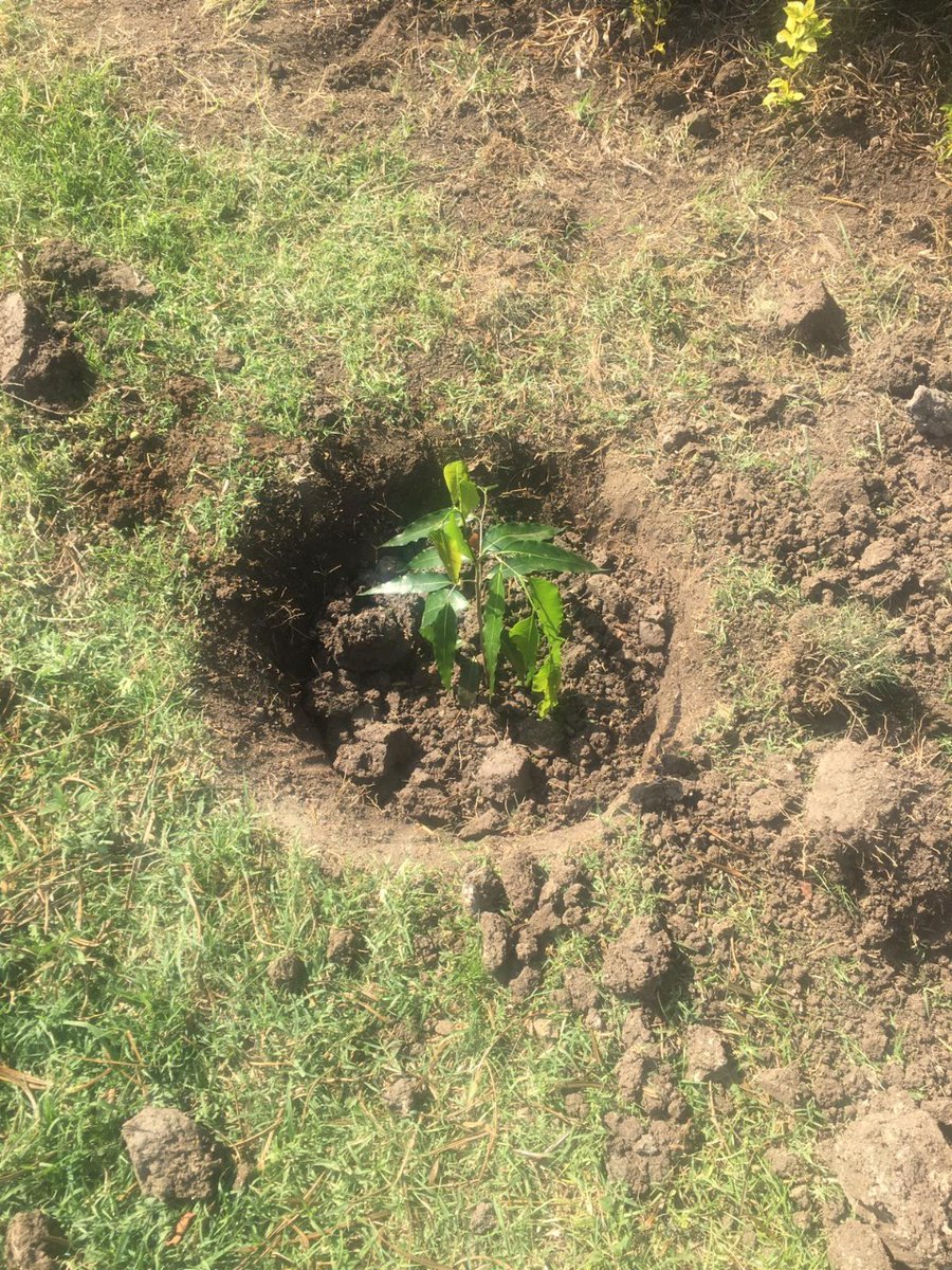 OfficialKGBS's tweet photo. The KGBS Youth Chapter did a great job planting trees during the #WorldEnvironmentDay in 6 towns around the country.
Let's plant more trees, let's act on climate.
In Mfangano Island👇
#JengaGreenNaKGBS https://t.co/TfPcx0v340