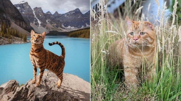 Happy Canada Day to all our Canadian cattos!! Here are 15 Canadian cats you can follow on Instagram! https://t.co/TvpvGCmKxZ #CanadaDay #CanadianCats #catinstagram https://t.co/mEp5h5pjP6