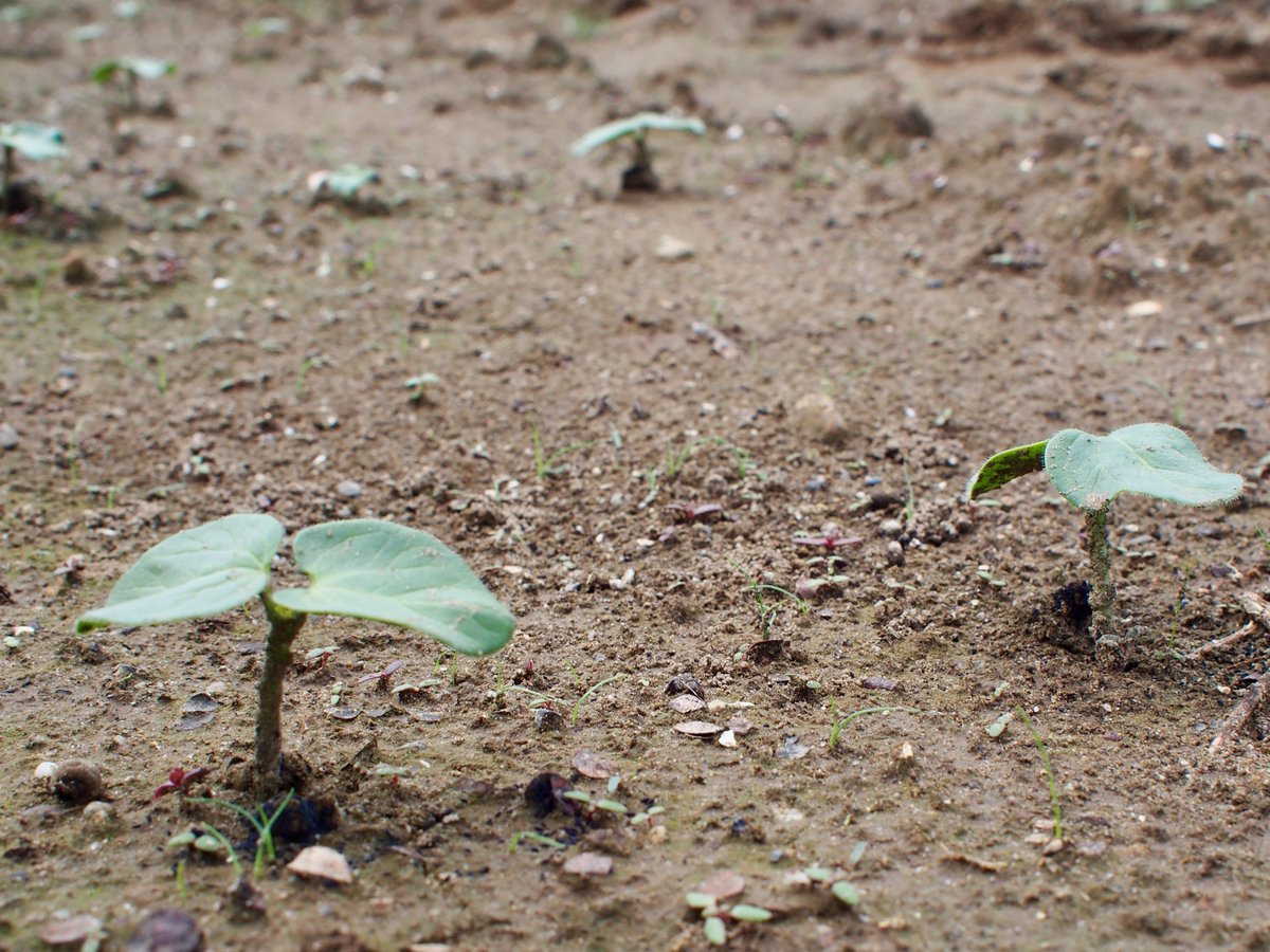 かんだた S Tweet たくさん雨が降ったので 畑では 夏越しの野菜たちが芽を出しました 今はこんなに小さな芽ですが 人が暑さにしおれる頃に 驚くほど ぐんぐんと育っていくのですよ オクラ モロヘイヤ サニーレタス ルッコラです あっ それ以上に 雑草も