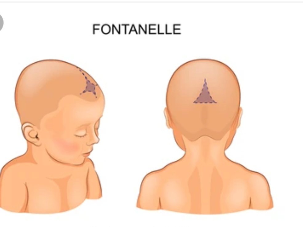 Vanhu pavanokwesha nhova vanenge vachikwesha inonzi fontanelle. When a child is born the bones of the skull are not fused together. So a child has an anterior fontanelle and a posterior fontanelle.