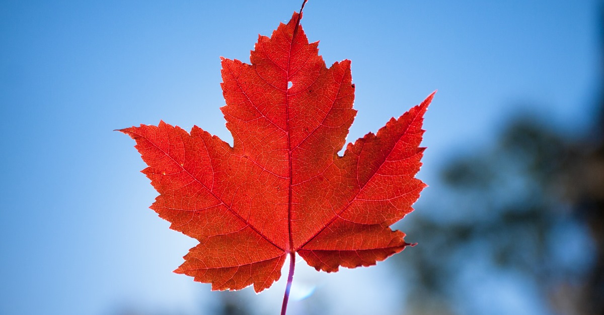 ANB_PEM's tweet photo. Cette année, nous soulignons la #FêteduCanada en prenant un instant pour réfléchir à notre passé. Bien que notre histoire ne définisse pas notre avenir, nous devons en tirer des leçons et travailler, ensemble, à la création d’un pays meilleur pour toutes les générations à venir. https://t.co/tT9w4690N5
