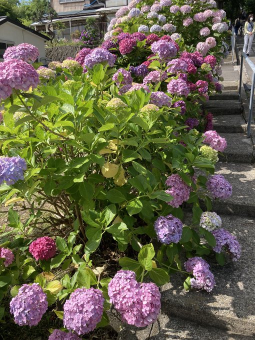資福寺のあじさい22見頃は 駐車場やアクセス ランチも解説 ココミミ情報局 花の見頃 イベント情報