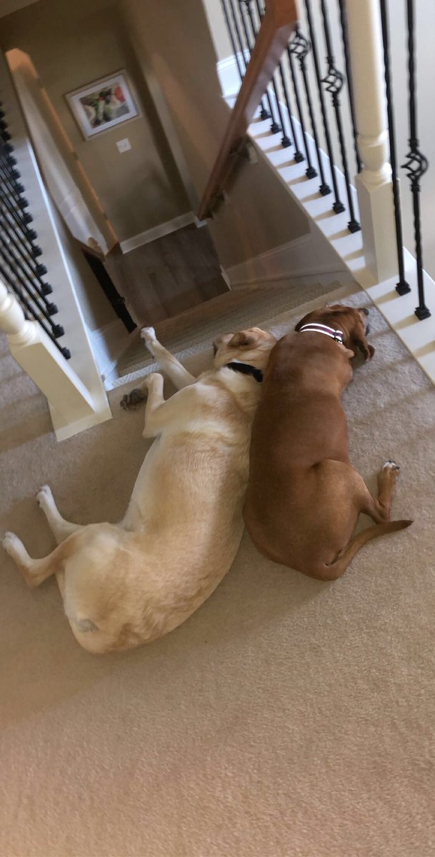 MaggieGoldador's tweet photo. Happy #ThrowbackThursday to me and my sister! Miss you sis. 😘😘 🐾🐾 #dogsoftwitter https://t.co/zd7Nzz6Xgo