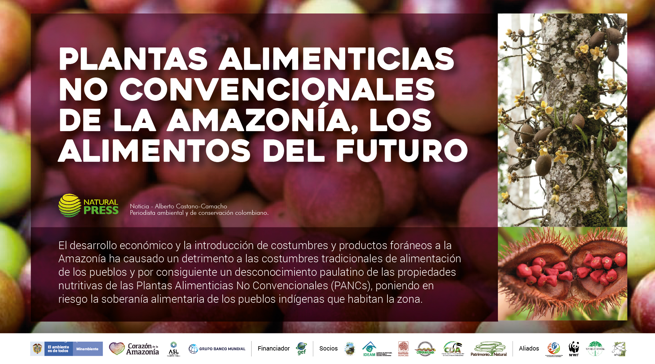 Corazón de la Amazonía on Twitter: "Plantas Alimenticias No Convencionales  de la Amazonía, los alimentos del futuro. Ver más: https://t.co/AOytBYBhqh  https://t.co/WQl4Nqtqmg" / Twitter