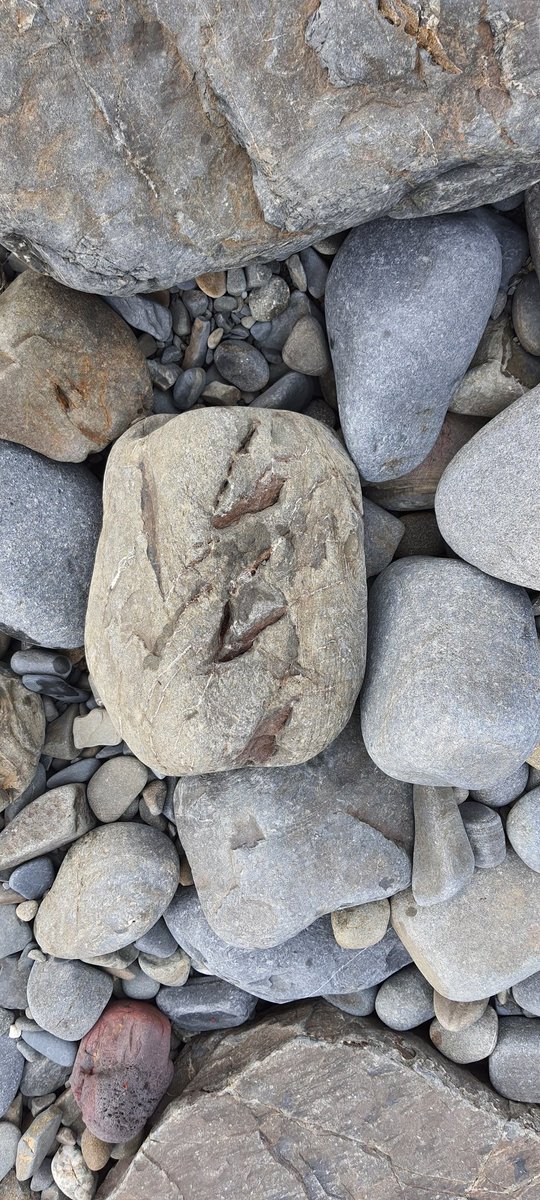 the4kingdiggers's tweet photo. #Dinosaur footprint in Gilfach Wales #fosil @mcphoney @Diggler630 @CtRelicDigger https://t.co/Giw4bZLe3J