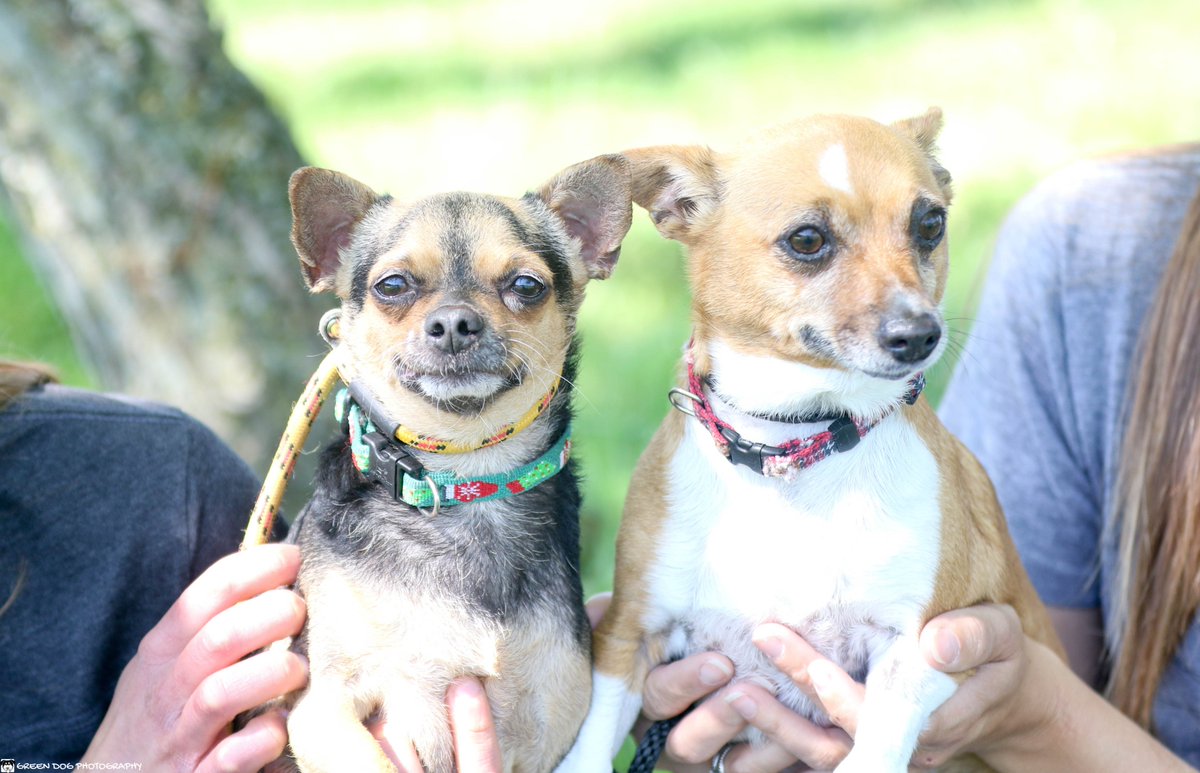 MackenziesDogs's tweet photo. Congratulations to Rita and Chico, who were both adopted together this week! https://t.co/OfLw6GnOB7