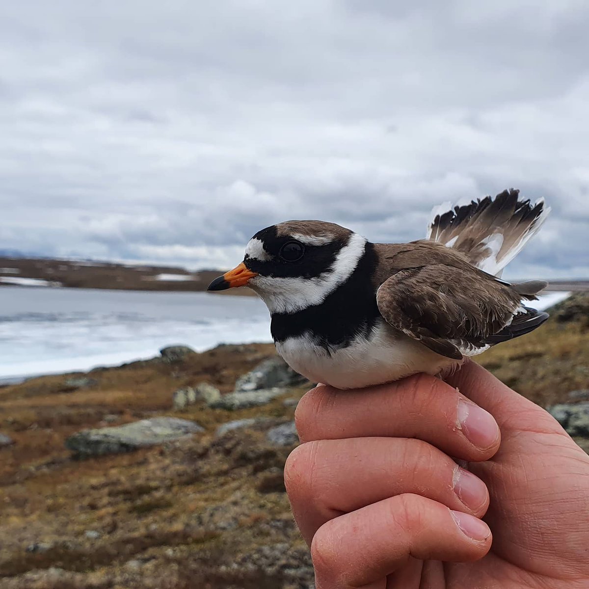 I know what I will do during the upcoming week! :) #plovers #waderstudy #animalmovement #fieldwork