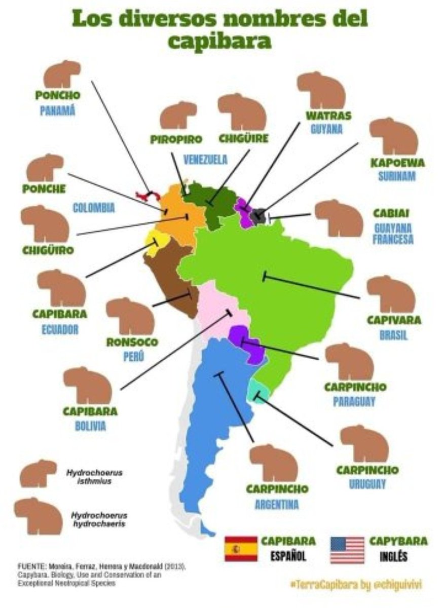 zarigueya_la's tweet photo. Chigüiros, ponches, carpinchos, capibaras... Los amamos ❤️

En Colombia están las dos especies https://t.co/1UjNP4p5DH