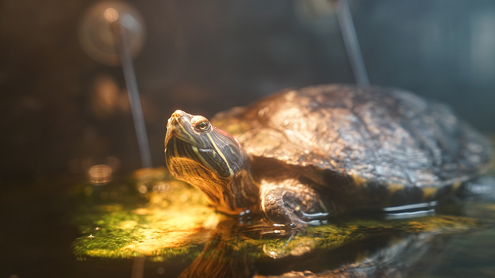 ScienceMusofVA's tweet photo. Photo caption time: hit us w/ your STEM-inspired, family friendly caption for this Animal Lab resident! #CaptionThis #CaptionThisPhoto #STEM #WhatIsHeThinking #CaptionScience #AnimalLab #AnimalLabResident #turtle #TurtleThoughts #rva #science #ScienceMuseum https://t.co/jjXwHWO0dv