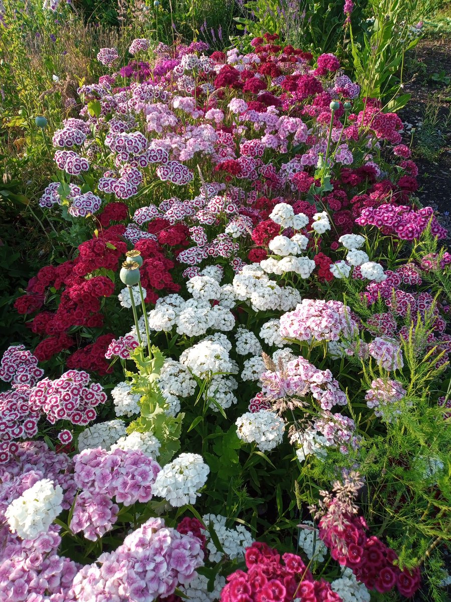 And the Sweet Williams flower and flower