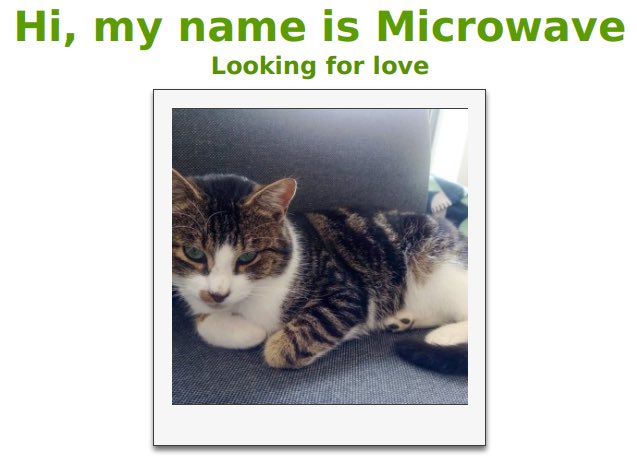 petfindernames's tweet image. 