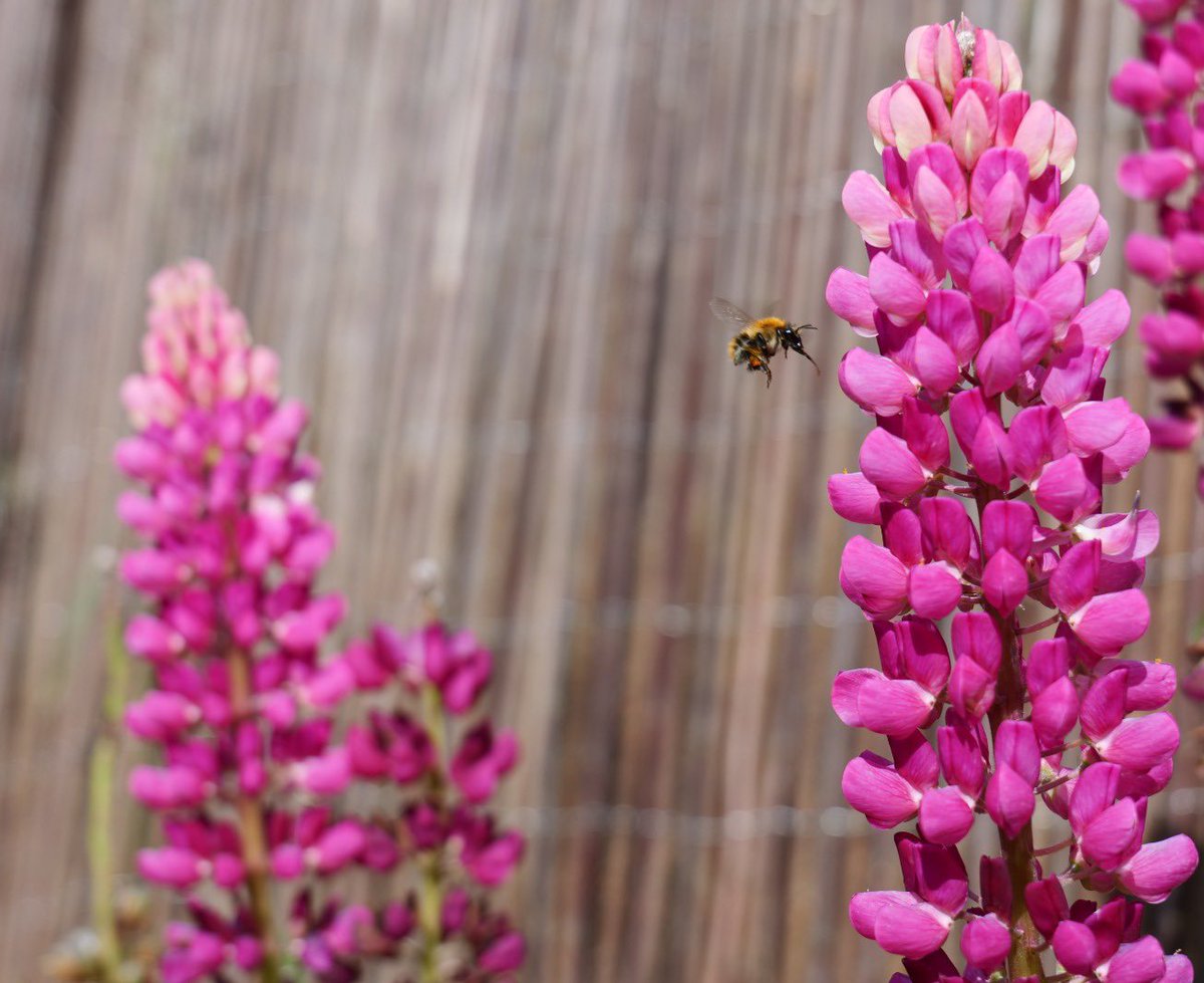 DonachieDaryl's tweet photo. @itvtynetees buzzing bee in the back garden in Seaham https://t.co/7n2qfarGl9