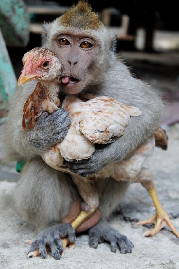 monkey_posting tweet picture