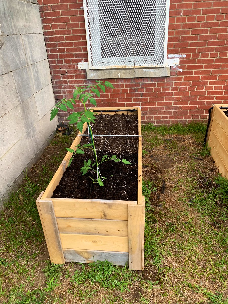 BES2012LLC's tweet photo. Thanks to Ms. Hippolyte and our partnership with @FoodPrintsDC we finally have a garden that our students can grow during the summer and throughout the school year.
πΏ π
π₯ π«
@dcpublicschools @sharonabean @ward8edcouncil @creidsboe @JaberChefDC @DCPSEats https://t.co/EmYAgEfKYd