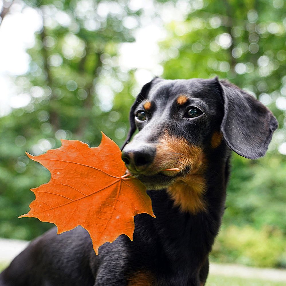 Celeb_Dachshund's tweet photo. “Today I hold an ‘orange’ leaf for Canada Day instead of our usual red to honor the recent tragedies discovered against the indigenous people of Canada.. and hope our country works to make life better for them in the future 🧡🍁” 

~ Crusoe #CanadaDay2021 https://t.co/ogvC5eBzOL