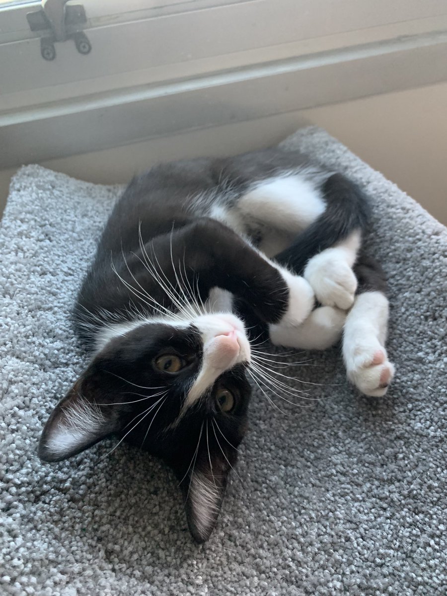 heypch's tweet photo. Hi everyone, sorry for the hiatus from streaming. I’ve been exercising, relaxing, and most importantly taking care of my new kitten!! 😻🙀 His name is Chip and he’s already the best, plus he likes hanging around my games/desk :) I’ll try to get back to streaming next wk <3 https://t.co/QOWpZGw7xK