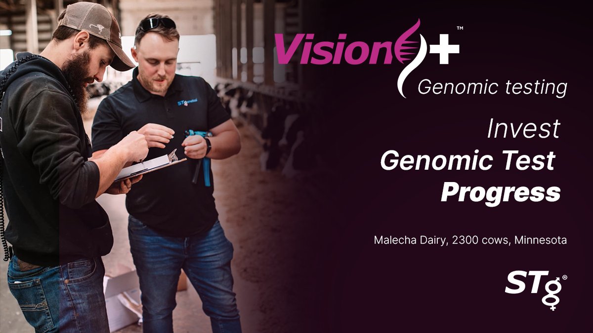 STgenetics's tweet image. 🇺🇸 "Through #Vision+™ we are able to make an educated decision if the females are going to make up the dairy replacements for the herd. If they don't meet our standards, they will be raised for beef instead," says Malecha Dairy, 2300 cows, Minnesota, USA! #STgenetics