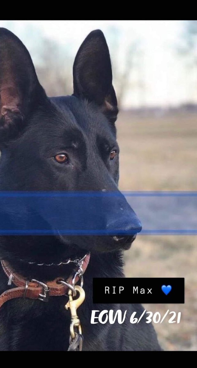 RIP. K9 Max was murdered when he was shot and killed by a domestic violence suspect during the execution of a search warrant. #rip #hero #murdered #endofwatch #K9Max #StJosephPoliceDepartment #lawenforcement #thinblueline #bluelivesmatter #backtheblue #igy6 #k9